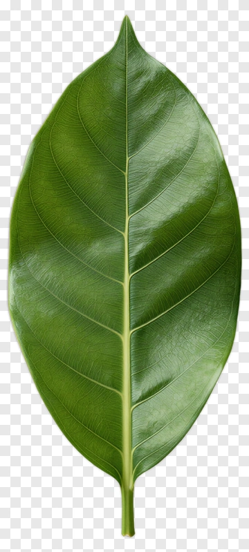 Green Leaf PNG