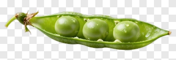 Green Pea Pod With Peas PNG