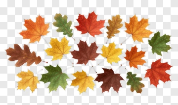 Colorful Autumn Leaves PNG