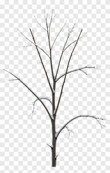 Bare Tree With Snowy Branches PNG