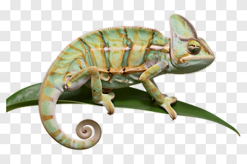 Chameleon Sitting On A Leaf PNG
