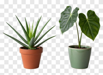 Aloe Vera And Philodendron Plants In Pots PNG
