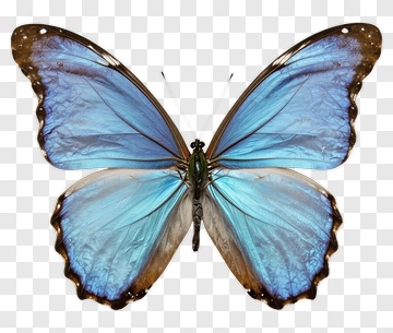Blue Butterfly With Large Wings PNG