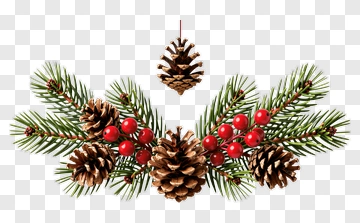 Pine Cones And Red Berries On Evergreen Branches PNG