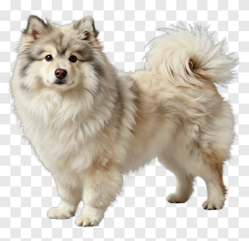 Fluffy Dog Standing PNG
