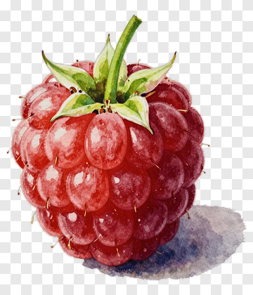 Watercolor Raspberry PNG