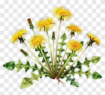Yellow Dandelion Plant With Green Leaves PNG