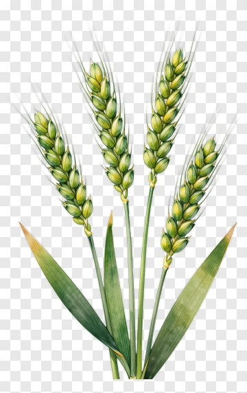 Wheat Plant With Green Heads PNG