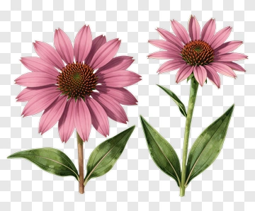 Pink Flower With Green Leaves PNG