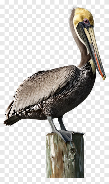 Brown Pelican Standing On A Post PNG