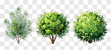 Various Green Trees And Bushes PNG