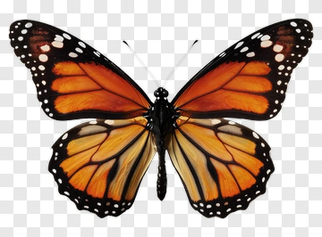 Monarch Butterfly PNG