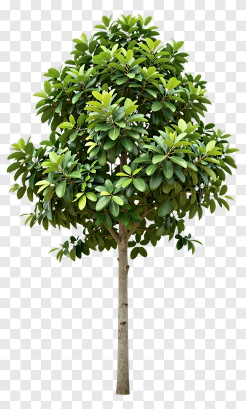 Green Tree PNG