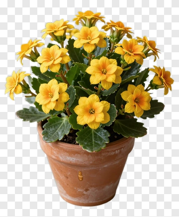 Flower Pot With Yellow Flowers PNG