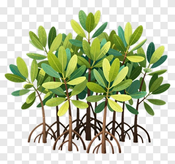 Colorful Mangrove Trees PNG