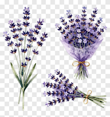 Lavender Flower Bouquet PNG