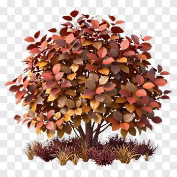 Colorful Tree With Autumn Leaves PNG