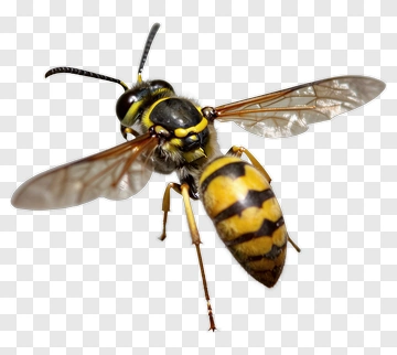 Close-Up Of A Yellow And Black Wasp PNG