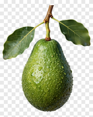 Realistic Avocado With Water Droplets PNG