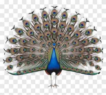 Peacock Displaying Its Colorful Feathers PNG