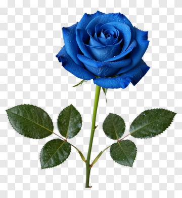 Blue Rose With Green Leaves PNG