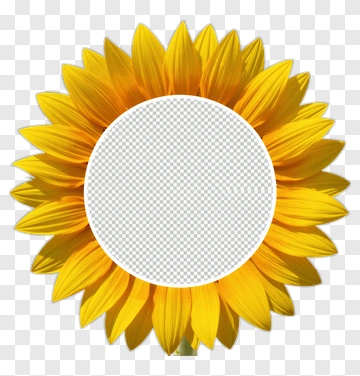 Yellow Sunflower With Empty Center PNG