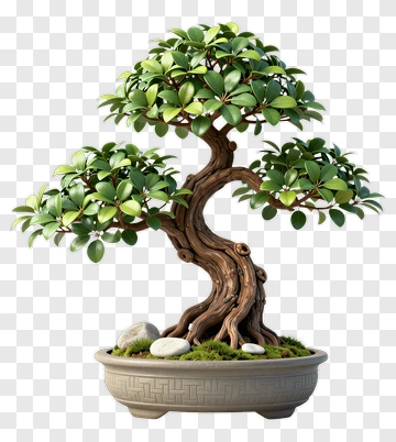 Bonsai Tree In Decorative Pot PNG