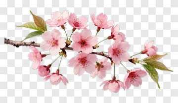 Cherry Blossom Branch With Pink Flowers PNG