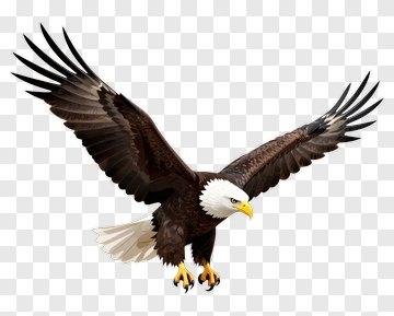 Bald Eagle In Flight PNG