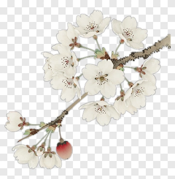 Cherry Blossom Branch With White Flowers And Red Fruit PNG