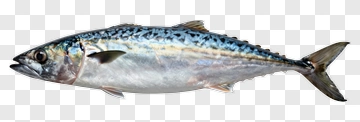 Mackerel Fish PNG