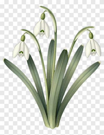 Snowdrop Flower PNG