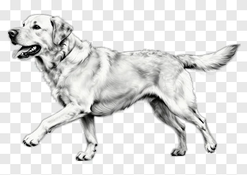 Labrador Dog Walking PNG