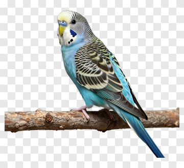 Colorful Budgerigar Perched On A Branch PNG