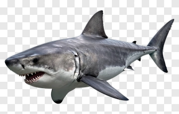 Realistic Great White Shark Swimming PNG