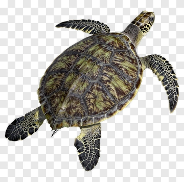 3D Sea Turtle Swimming PNG
