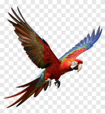 Colorful Parrot In Flight PNG