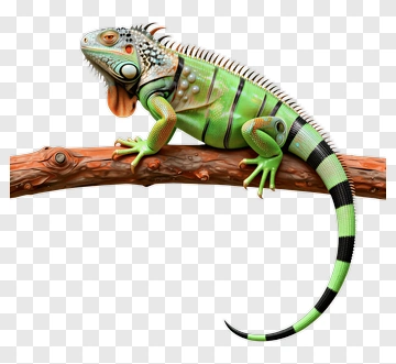 Iguana Sitting On A Branch PNG