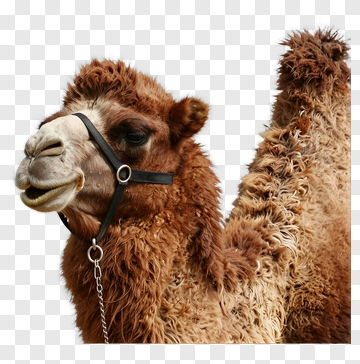 Camel With Harness PNG