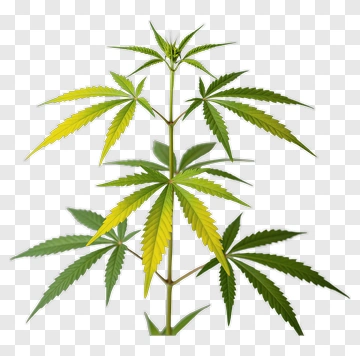 Cannabis Plant With Green And Yellow Leaves PNG