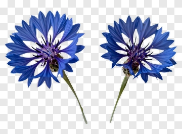 Blue Flower With Petals And Stems PNG