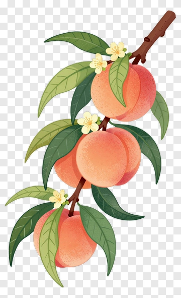 Peach Branch With Flowers PNG