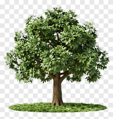 Green Tree PNG
