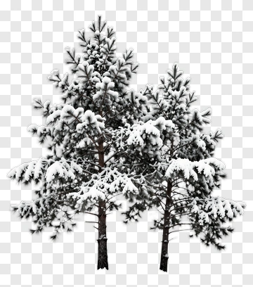 Snow-Covered Pine Trees PNG