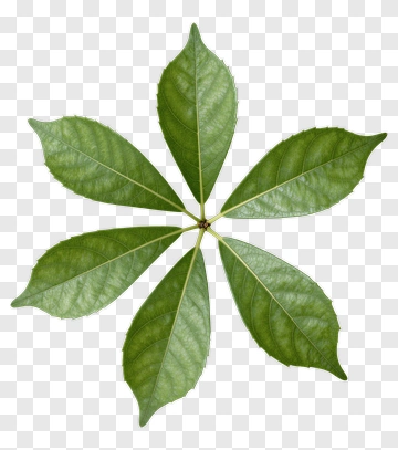 Green Leaf PNG