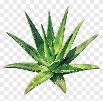 Watercolor Aloe Vera Plant PNG