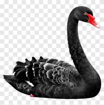 Black Swan With Red Beak PNG