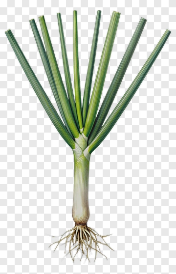 Green Onion With Roots PNG