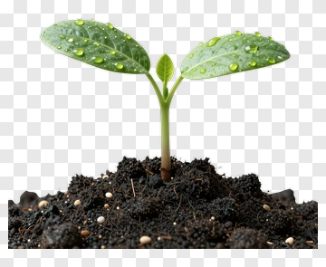 Young Plant Sprouting From Soil PNG