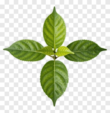Green Leaf Arrangement PNG